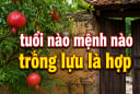 Tuổi nào - mệnh nào nên trồng lựu trước cửa để giữ lửa Tiền Tài?