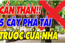 5 loại cây âm trồng trước nhà: Cây càng xanh người càng suy, đó là cây gì?