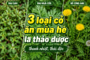 3 loại cỏ ăn mùa hè là thảo dược thanh nhiệt, thải độc
