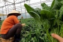 Loại rau nhiều sắt hơn thịt bò, là 'vũ khí' ngừa ung thư