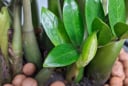 Nhà giàu thích nhất trồng 5 cây này trước cửa: Nhà bạn có chưa?