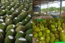Vì sao nhiều người bán cắt một phần đầu quả mít rồi bôi chất trắng lên? Sự thật không phải ai cũng biết