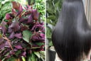 Cách gội đầu bằng nước lá tía tô ngăn rụng tóc, tóc con mọc gấp 3 lần