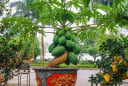 Vì sao đu đủ được xem là cây mang ý nghĩa “đủ đầy”? Có nên trồng trước nhà để hút tài lộc?