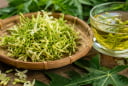 Những người nên cẩn thận với hoa đu đủ đực: Không phải dùng càng nhiều càng tốt