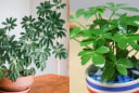 Người thuộc 2 mệnh này hợp trồng cây ngũ gia bì nhất