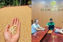 Bị phạt 7,5 triệu đồng vì đăng ảnh chế thóc phơi ngoài trời nổ thành bỏng