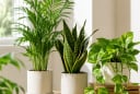 3 loại cây cảnh dễ trồng giúp mùa hè mát hơn, vừa đẹp nhà vừa cải thiện không khí