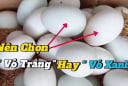 Chọn trứng vịt nên chọn quả vỏ xanh hay vỏ trắng?