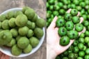 Mẹo bảo quản sâu tươi, để cả năm vẫn giữ nguyên hương vị, ngon như mới mua
