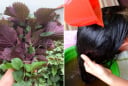 Cách gội đầu bằng lá tía tô giúp sạch gàu, tóc bồng bềnh, tóc con mọc lên tua tủa