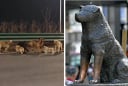 Hachiko đợi chủ suốt 9 năm và đàn chó trung thành vượt 17km trở về nhà