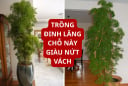 Đặt cây đinh lăng tại vị trí 'vàng' này: Sinh khí vào nhà, tài lộc khó thất thoát, gia đạo yên ấm