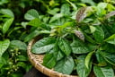 Lá xạ đen  tốt nhưng không phải ai cũng nên dùng, những lưu ý cần biết tránh tác dụng phụ