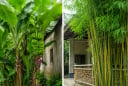 Người xưa dặn 3 cây trồng trước nhà thì xấu, chuyển gia sau nhà là trấn giữ của cải