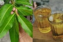 Điều gì xảy ra với Sh88bet đăng ký miễn phí nếu ngày nào cũng uống nước lá vối?