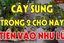 Trồng cây Sung trước cửa nhà có tốt theo phong thủy không?