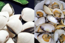 Mẹo để ngao nhả sạch cát nhanh: Đừng chỉ ngâm nước, nhiều người đang làm sai từ bước đầu