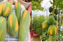 Có nên trồng cây đu đủ trước cửa nhà?
