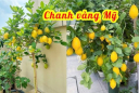 Cách trồng cây chanh vàng sai trĩu quả cực đơn giản