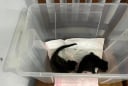 Tưởng nhặt được 2 con mèo con ven cống, người đàn ông bất ngờ khi biết đó là động vật hoang dã