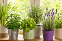 6 loại thảo mộc tự nhiên dễ tìm giúp đuổi muỗi khỏi phòng, vừa thơm vừa hạn chế côn trùng