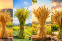 Chọn 1 bó lúa bạn ấn tượng nhất: Con đường phía trước của bạn là khó khăn hay cơ hội?