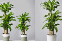 Vị trí tốt nhất để trồng cây thiết mộc lan: Đặt đúng chỗ mới hút tài lộc, gia chủ thêm vượng khí