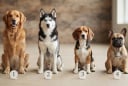 Trắc nghiệm: Chọn 1 chú cún mà bạn muốn nuôi nhất