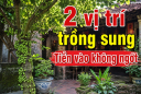 2 vị trí trồng sung Tiền vào không ngớt
