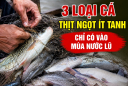 3 loại cá thịt ngọt ít tanh, chỉ có vào mùa nước lũ