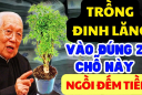 Tại sao nhiều người thích trồng đinh lăng trong nhà?
