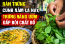Rán trứng cùng nắm lá này, trứng vàng ươm gấp đôi chất bổ