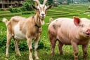 3 Shbet888.com nhà cái uy tín không hợp với lối sống xa hoa: Càng có tiền càng sống giản dị, tích lũy mới là ưu tiên