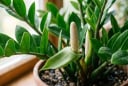 Cách trồng để cây kim tiền ra hoa