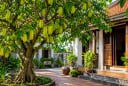 Người xưa dặn: Trồng cây khế đúng vị trí này, phong thủy hanh thông, tài lộc dễ ghé cửa