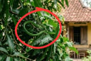 4 cách ngăn rắn bò vào nhà