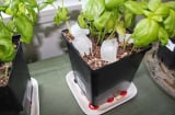 Đặt 3 viên đá lạnh xuống chậu hoa, bạn sẽ tròn mắt bất ngờ khi thấy được kết quả