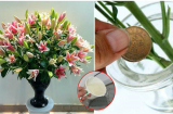 Không cần dùng nước cắm hoa, cứ bỏ loại nước này vào đảm bảo 10 ngày sau vẫn tươi, thơm ngát như ngày đầu