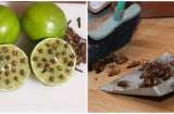 Dùng một quả chanh theo cách này, bao nhiêu gián- muỗi- kiến đều bị 'tống' ra khỏi nhà, một đi không trở lại