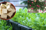 Vùi 1 thanh đậu phụ xuống đất theo cách này, đúng 1 tuần sau bạn sẽ thấy ngay điều bất ngờ trong vườn