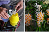 Dùng bia tưới hoa lan: Chờ đúng 1 tuần cây tươi tốt lại nở hoa sum suê, sâu bệnh cũng phải khiếp sợ