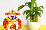 Đặt ngay 5 loại cây này trong nhà để thần Tài 'ưng lòng vừa ý' ban phát tài lộc, rung đùi cũng có tiền