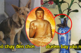Sáng ra thấy dấu hiệu này là thần Tài đang chờ sẵn để 'thổi lộc' vào nhà, chuẩn bị may túi đựng tiền