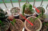 Người làm vườn tiết lộ: 'Bí quyết vàng' cứ trồng là cây xanh tốt, không sợ sâu bệnh hại