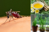 6 mẹo đuổi muỗi đơn giản, an toàn cho căn nhà của bạn