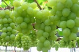 Lợi ích quý giá của quả nho với sức khỏe, chớ vội bỏ qua