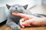 Giải mã giấc mơ: Nằm mơ thấy mèo là điềm lành hay điềm dữ?