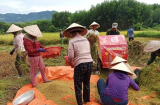 Hàng xóm đi cách ly, cả làng rủ nhau ra đồng gặt lúa hộ