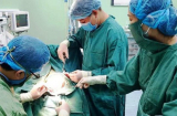 Bị chó nhà tấn công vùng đầu và mặt, bé trai 5 tuổi nhập viện cấp cứu